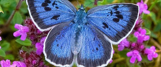 Large blue Gloucestershire Wildlife Trust
