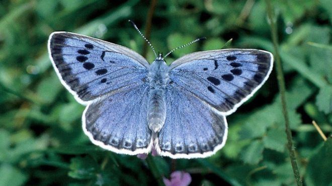 Large blue Stroud home of Large Blue butterfly secured by wildlife trust BBC News