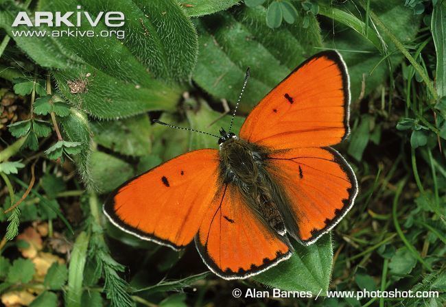 Large copper Large copper butterfly photo Lycaena dispar A13742 ARKive
