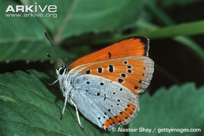 Large copper Large copper butterfly photo Lycaena dispar A12839 ARKive
