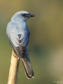 Large cuckooshrike httpsuploadwikimediaorgwikipediacommonsthu