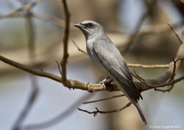 Large cuckooshrike Oriental Bird Club Image Database Large Cuckooshrike Coracina macei