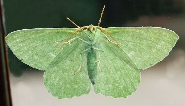 Large emerald Emerald Moth Geometra papilionaria
