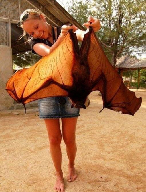 Large flying fox Large flying fox Pteropus vampyrus Flying foxes Denizens of Earth