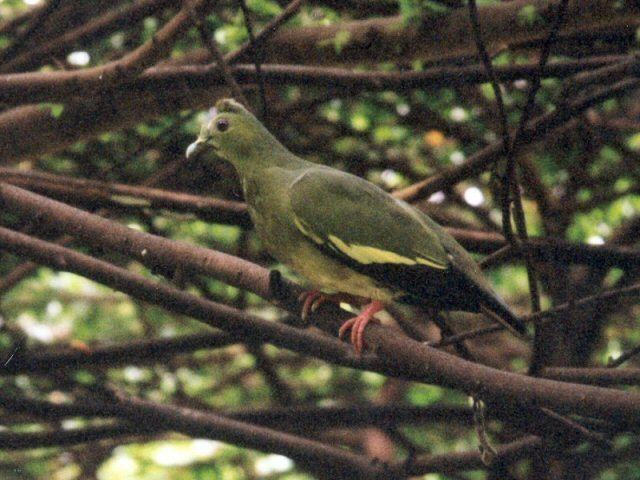 Large green pigeon Mangoverde World Bird Guide Photo Page Large GreenPigeon Treron