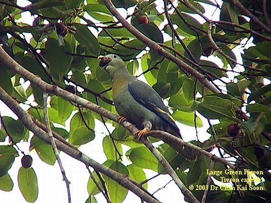 Large green pigeon Oriental Bird Club Image Database Large Green Pigeon Treron capellei