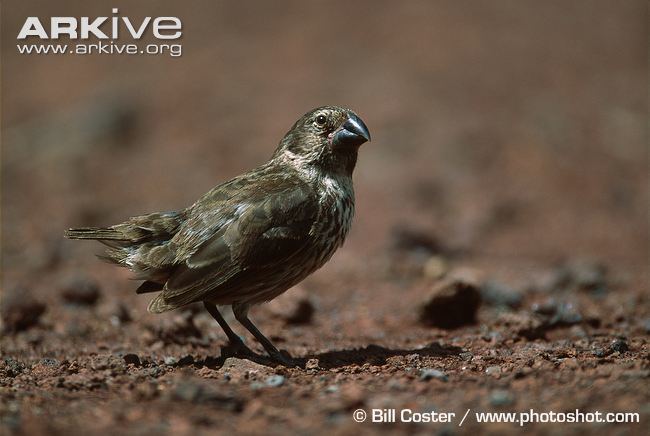 Large ground finch Large groundfinch videos photos and facts Geospiza magnirostris