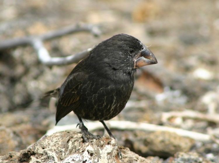 Large ground finch Large Ground Finch New Horizons Online