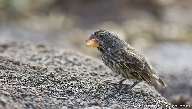 Large ground finch Large Groundfinch BurrardLucas Photography