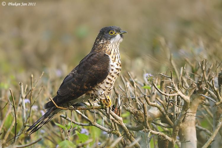 Large hawk-cuckoo Large Hawk Cuckoo sub species sparverioides Assam