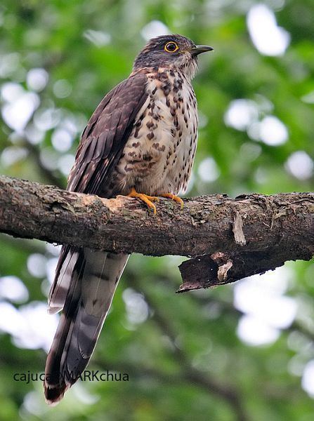 Large hawk-cuckoo orientalbirdimagesorgimagesdatalargehawkcuck