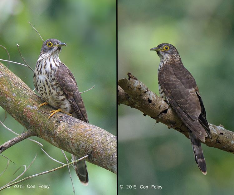 Large hawk-cuckoo A Photo Guide to the ID of Large Hawk Cuckoos Con Foley Photography