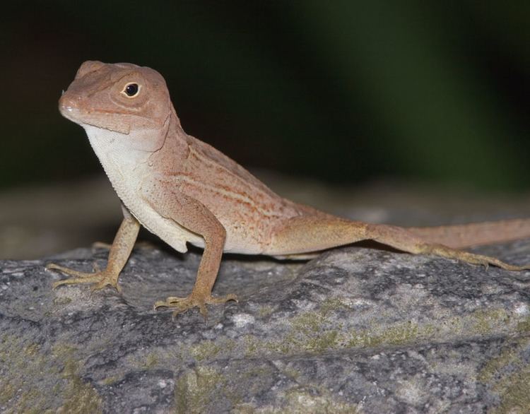 Large-headed anole Anolis cybotes Largeheaded anole Discover Life