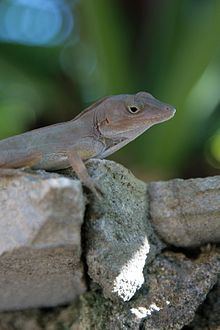 Large-headed anole Largeheaded anole Wikipedia