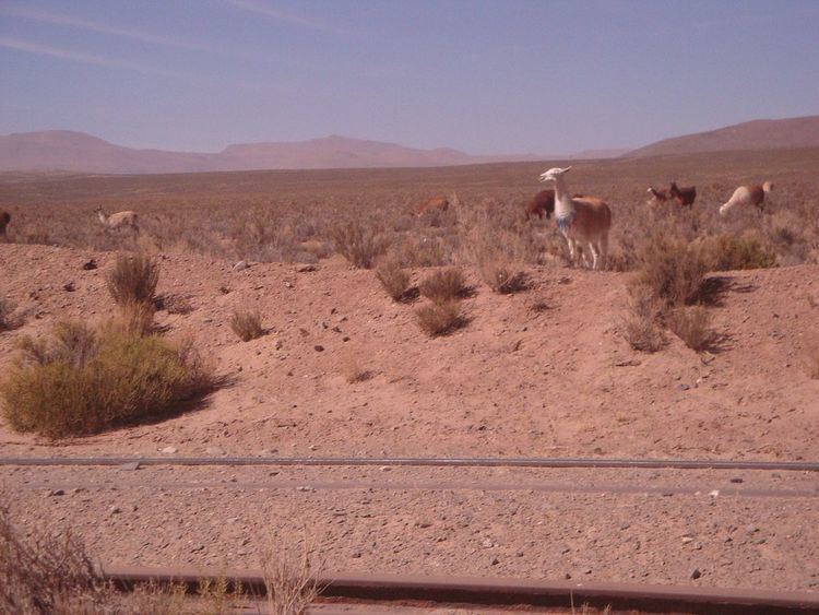 Large Latin American Millimeter Array