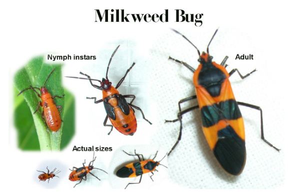 Large Milkweed Bug Alchetron The Free Social Encyclopedia