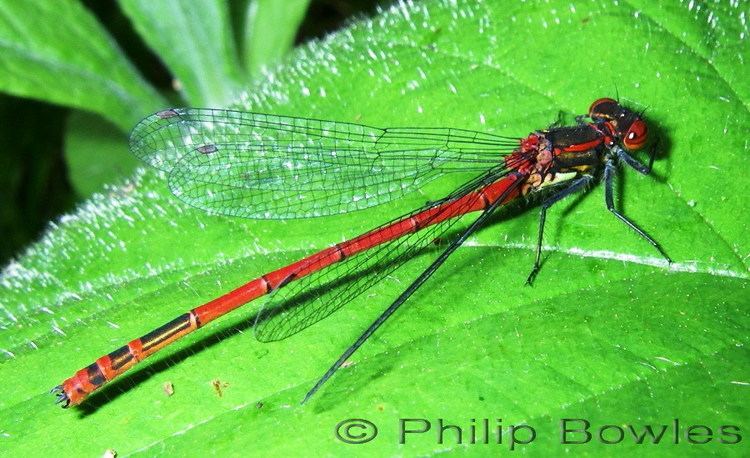 Large red damselfly Large Red Damselfly