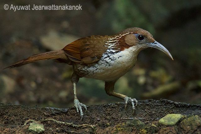 Large scimitar babbler Oriental Bird Club Image Database Large Scimitar Babbler