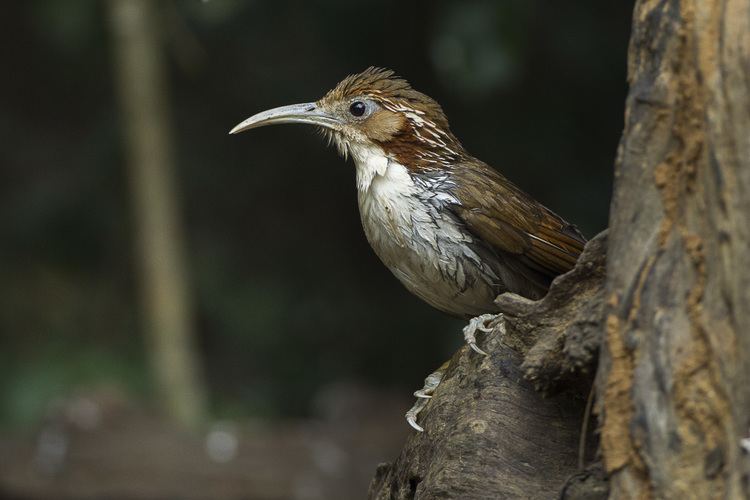 Large scimitar babbler Large scimitar babbler Wikipedia