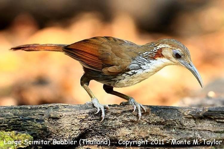 Large scimitar babbler Large Scimitar Babbler