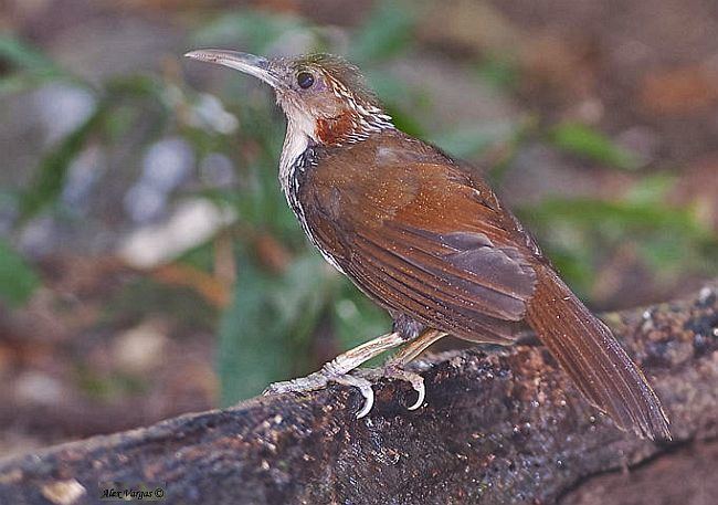 Large scimitar babbler Oriental Bird Club Image Database Large Scimitar Babbler