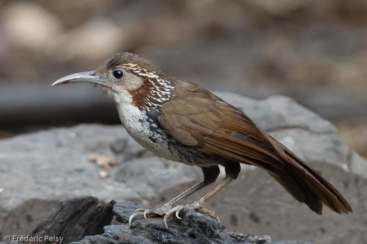 Large scimitar babbler Large Scimitarbabbler Pomatorhinus hypoleucos videos photos and