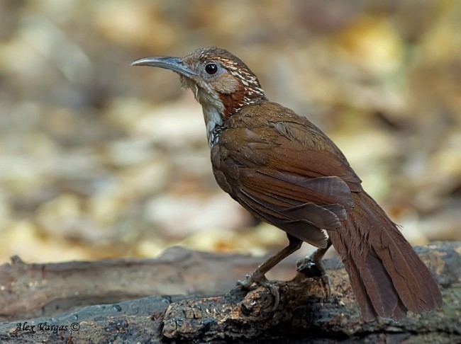 Large scimitar babbler Oriental Bird Club Image Database Large Scimitar Babbler