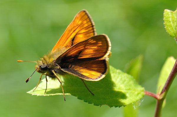 Large skipper British Butterflies A Photographic Guide by Steven Cheshire