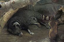 Large-spotted civet httpsuploadwikimediaorgwikipediacommonsthu