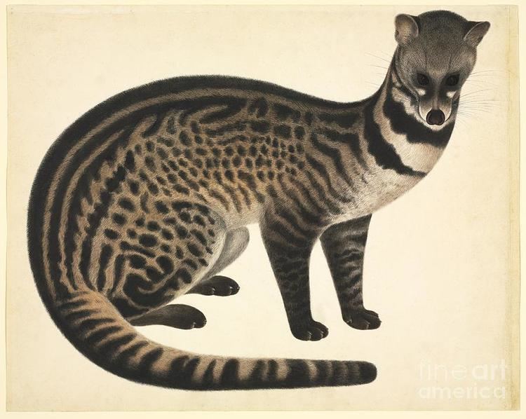 Large-spotted civet Largespotted Civet 19th Century Photograph by Natural History