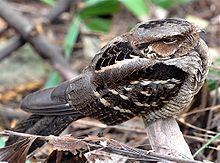 Large-tailed nightjar Largetailed nightjar Wikipedia