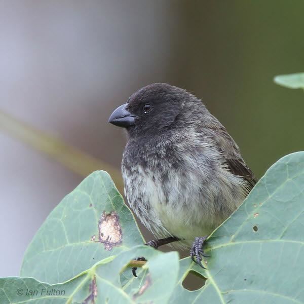 Large tree finch Large Treefinch Camarhynchus psittacula videos photos and sound