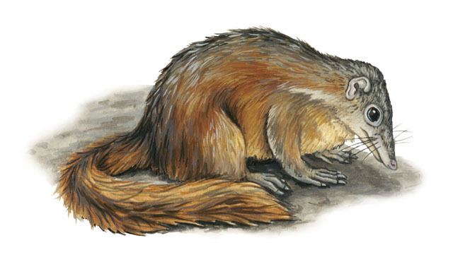 Large treeshrew animaldiversityorgcollectionscontributorsGrzim