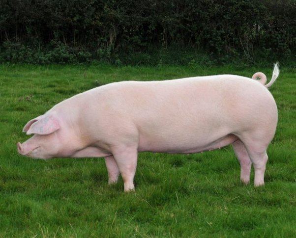Large White pig Large White pig