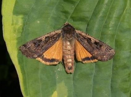 Large yellow underwing Large Yellow Underwing Moth CaterpillarltigtNoctua pronubaltigt