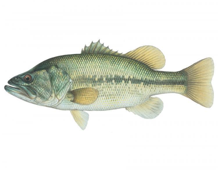 Largemouth bass Largemouth Bass MDC Discover Nature