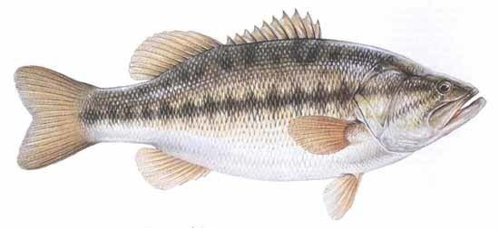Largemouth bass Largemouth Bass Micropterus salmoides