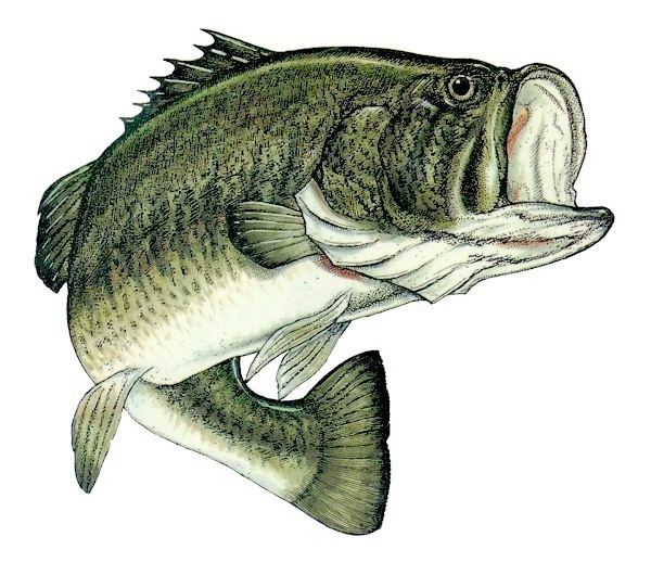 Largemouth bass BASS