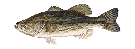 Largemouth bass httpswwwtakemefishingorgtmfassetsimagesfi
