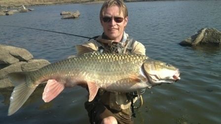Largemouth yellowfish 95kg Giant Largemouth Yellowfish caught in the Wilge River with a