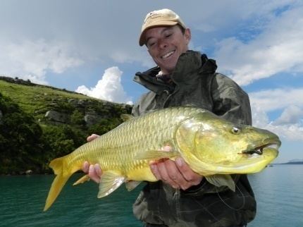 Largemouth yellowfish Largemouth Yellowfish Trophy Flyfishing Pinterest
