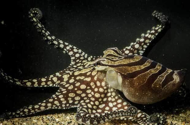 Larger Pacific striped octopus Larger Pacific Striped Octopus is rediscovered comes from Nicaragua