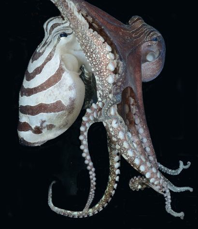 Larger Pacific striped octopus Octopus shows unique hunting social and sexual behavior Berkeley News