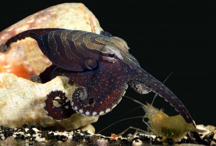 Larger Pacific striped octopus httpsimagessciencedailycom2015081508121512