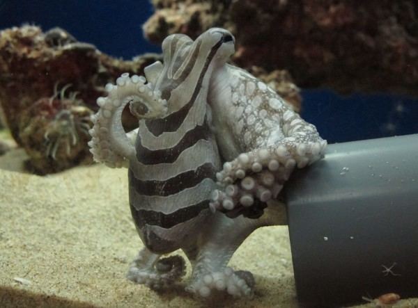 Larger Pacific striped octopus The way this Pacific striped octopus hunts its prey will take you by