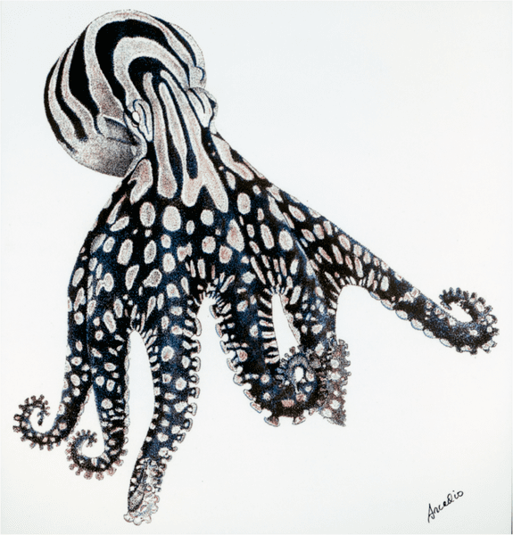 Larger Pacific striped octopus Behavior and Body Patterns of the Larger Pacific Striped Octopus