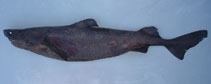 Largespine velvet dogfish wwwfishbaseusimagesthumbnailsjpgtnPrmacf3jpg