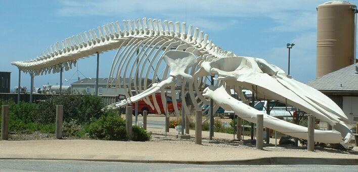 Largest body part