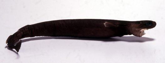 Largetooth cookiecutter shark httpsaustralianmuseumnetauUploadsImages315