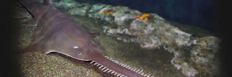 Largetooth sawfish National Aquarium Largetooth Sawfish